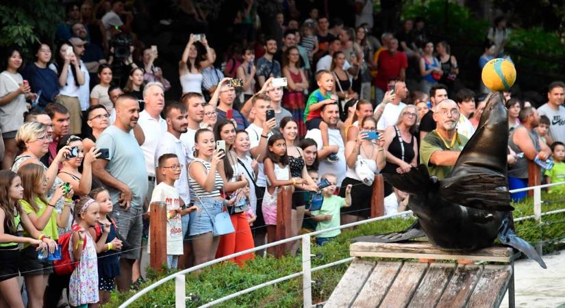 Terjeszkedne a Nagycirkusz, de az Állatkert ellenáll