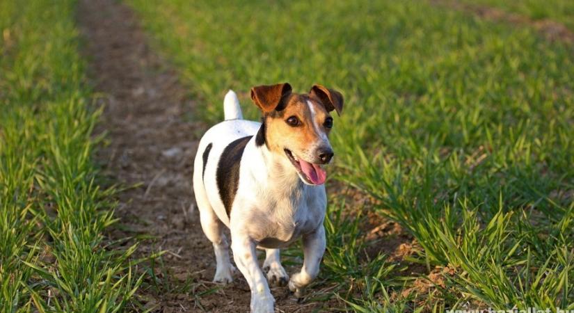 Kiknek ajánlott a jack russel terrier?