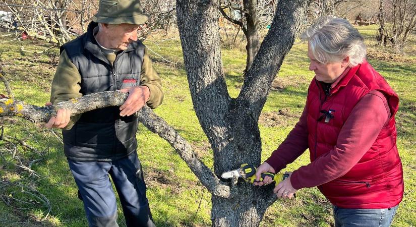 Mit metszhetünk most, február elején a gyümölcsösben? Mutatjuk! (videó)