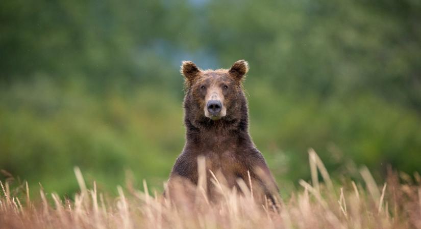 Medve miatt szedték a lábukat a vadászok a Bükkben