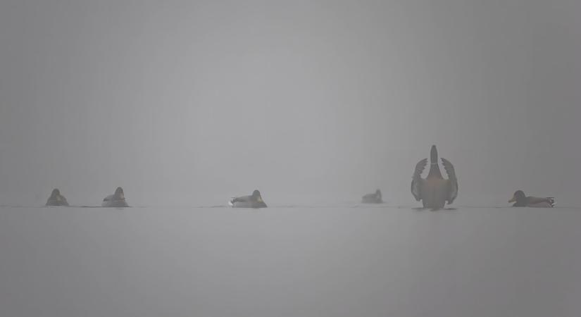 Evolúciós jelentőségű felfedezés