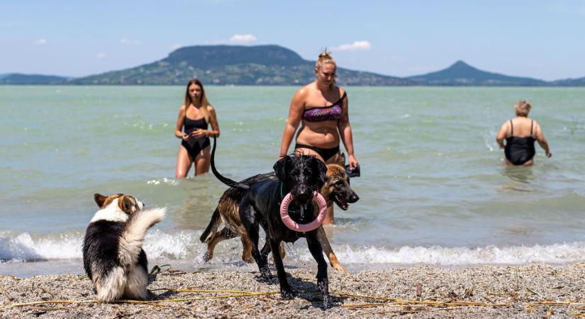 Mi legyen a kutyás stranddal Siófokon? Itt lehet szavazni