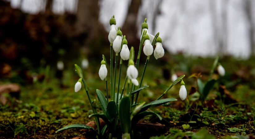 Orvosmeteo: a hét végére erősen befelhősödik az ég