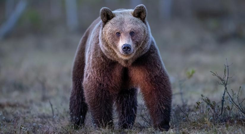 Medve mászkál borsodban: ennél a városnál látták a vadat legutóbb