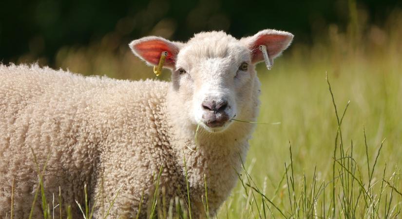 Nincs versenytársunk a minőségi bárányhús piacán