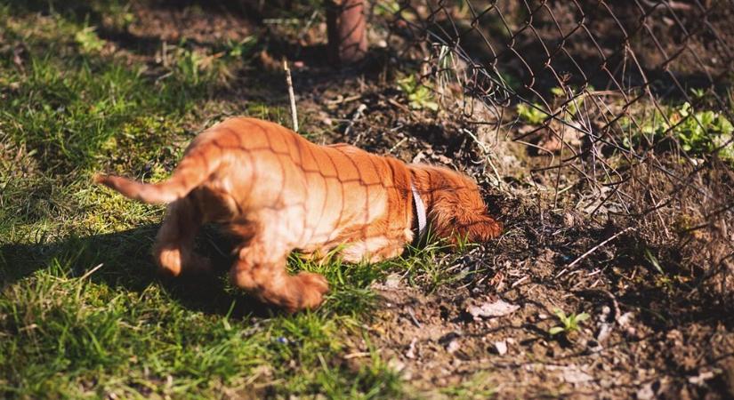 Egy gödörrel több vagy kevesebb? Hogyan akadályozd meg, hogy a kutyád feltúrja a kertet