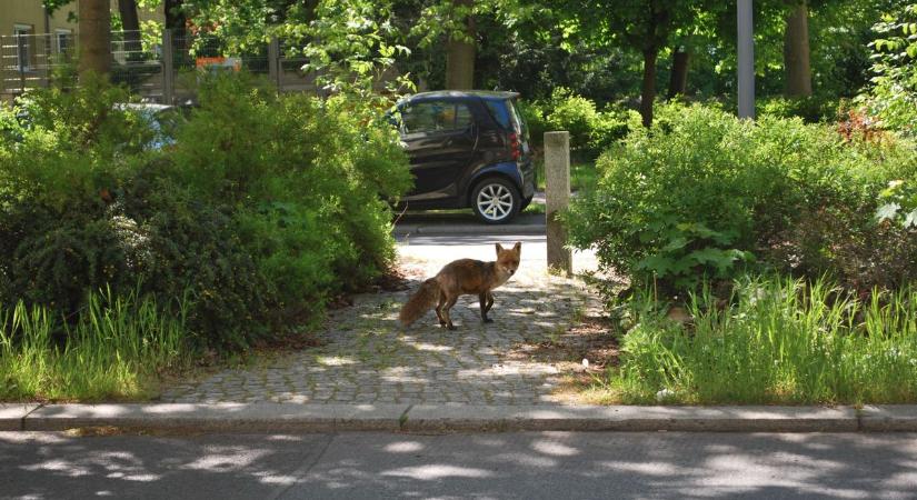 Ragadozó állat mászkál a pécsi Kertvárosban