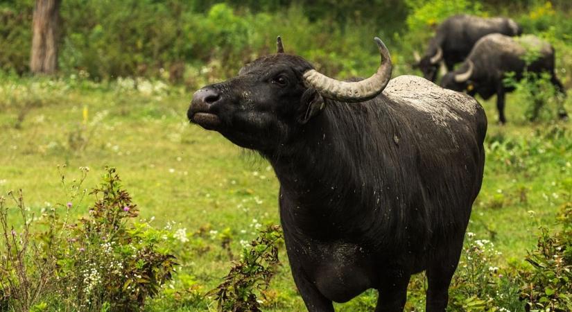 Felütötte a fejét a pestis, bezárt a népszerű kirándulóhely