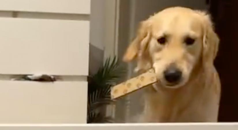 Segíteni akar a golden retriever az ágy összeszerelésében a gazdinak: ami ezután történik, örömkönnyeket csal az emberek szemébe - Videó