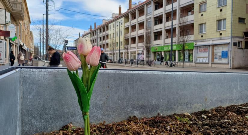 Tavaszidéző tulipáncsokor a virágosládában