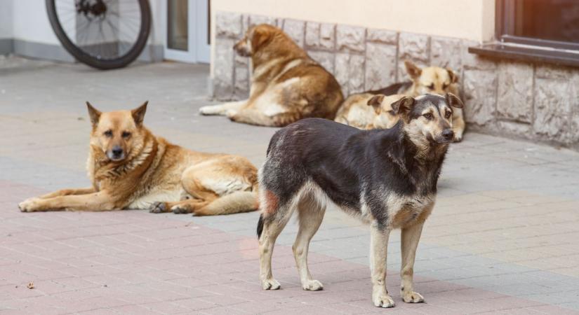 Mérgezett falatokkal előznék meg a brutális kutyatámadásokat