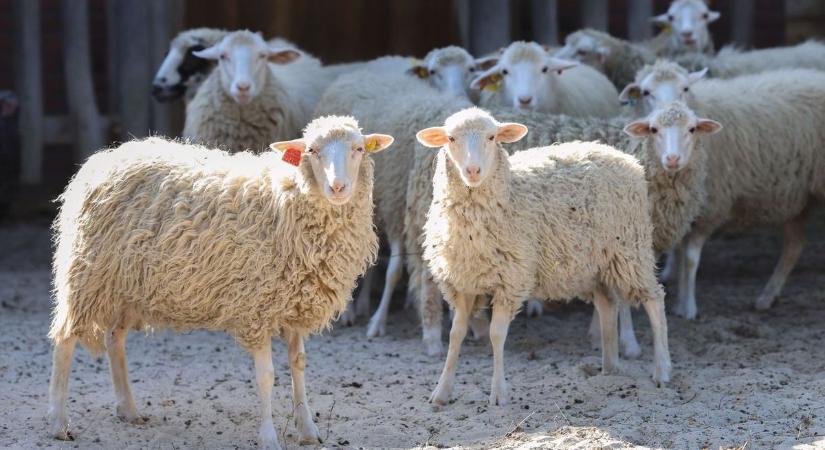 Szigorú ellenőrzésekkel próbálják megelőzni az állatok megfertőződését