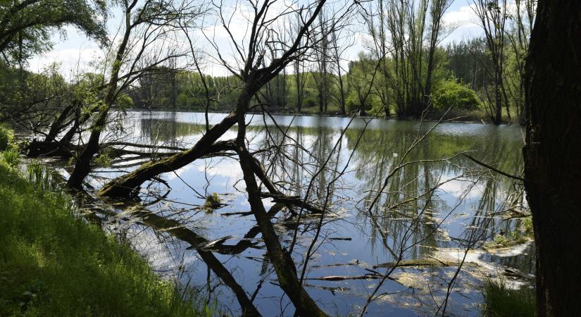 Megmenekülhetnek a hódok, ha védetté nyilvánítják a rákospalota lápot