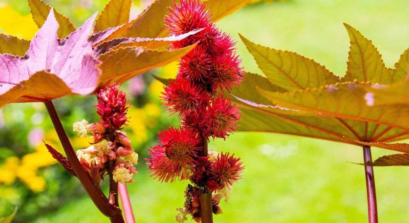 A ricinus mérgező növény – nem veszélyes a házikerti nevelése?