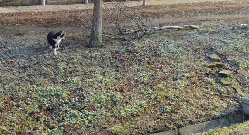 Úgy bánnak egyesek Vásárhelyen a közmunkásokkal, mint a kutyákkal