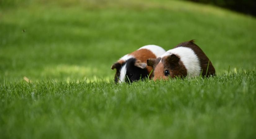 Tengerimalacok és fűevés: melyik gyep biztonságos számukra?