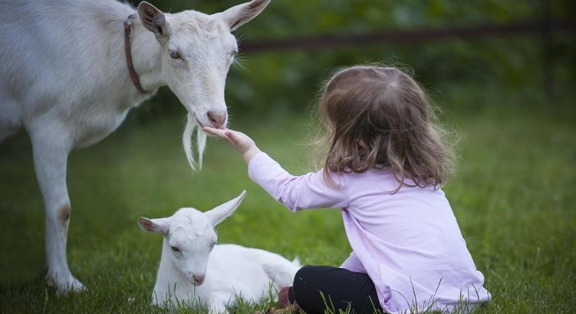 A kiskérődzők pestise: amit minden hobbiállattartónak tudnia kell!