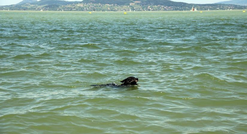 Új kutyás strand nyílna: nagy a vita körülötte