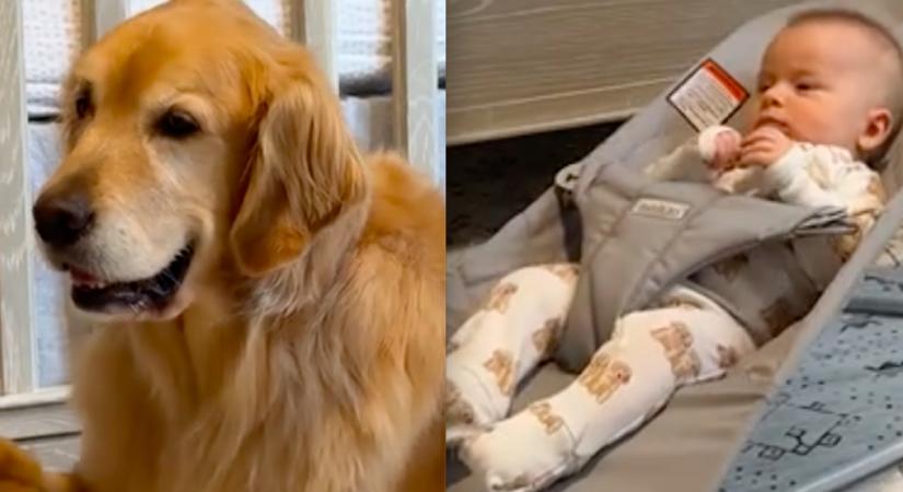 A golden retriever vigyáz a babára: nem sokkal később milliók nevetnek - Videó