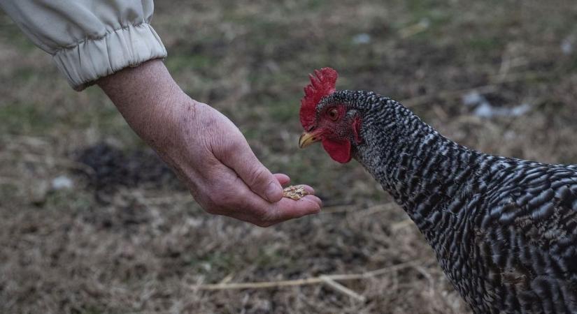 Anyám tyúkját is összeírják, sőt a ludat, kacsát és a kakast is Dél-Hevesben