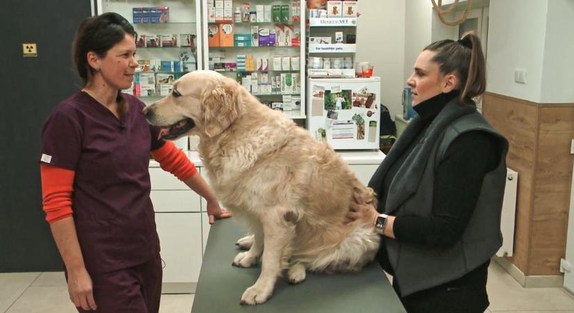 Mit tegyünk, ha megfertőződött a kutyánk giardiával? Az EBizódból kiderül! – videóval