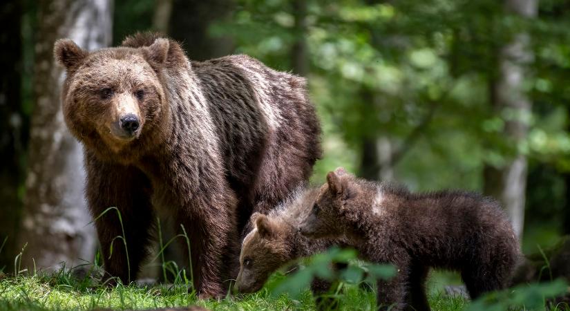 Íme minden amit tudni kell az ózdi medvetámadásról, van okunk aggódni?