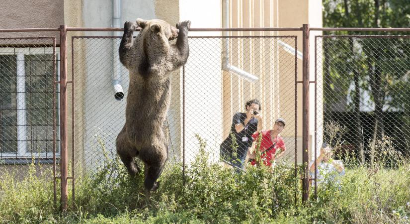 Szakértő: a barna medvék nem útlevéllel érkeznek, meghonosodtak Magyarországon