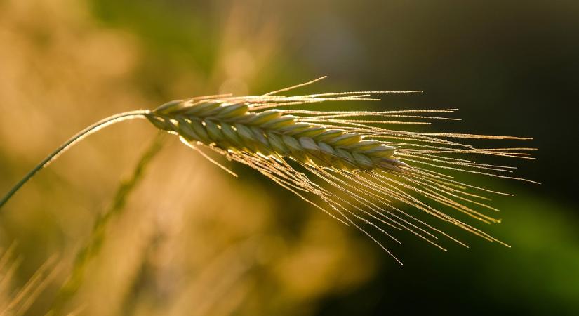 Útmutató a gazdaság átadásához: Főbb lépések és fontos határidők