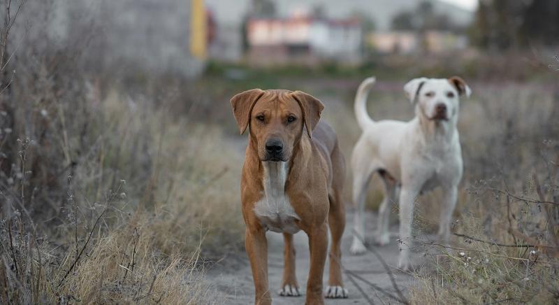 Maros megye: 25 ezer lejes bírságot kapott, mert a mezőn hagyta kutyáját