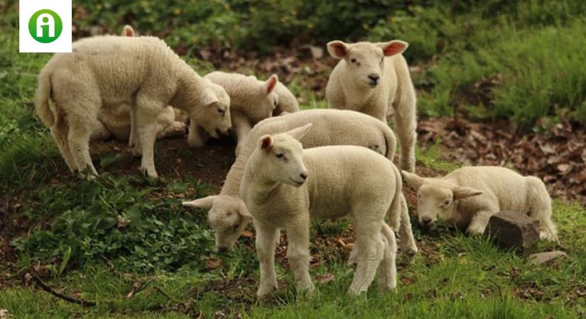 A bárányhús helyzete: kihívások és lehetőségek a piacon