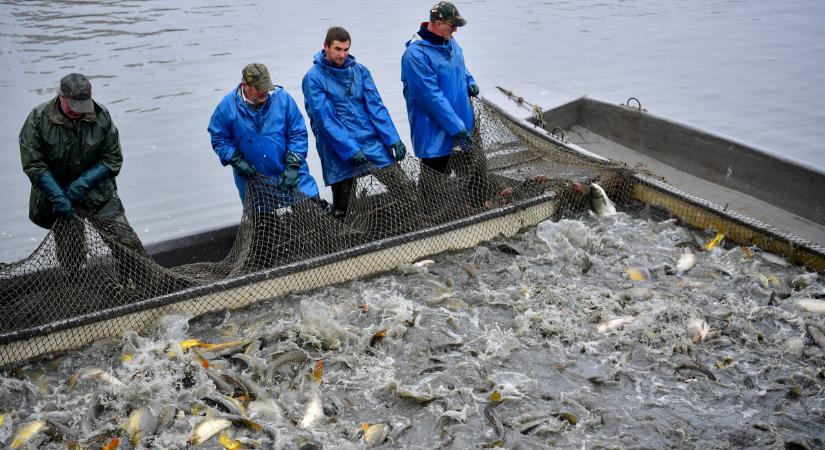 Agrárminisztérium: kiemelt támogatáshoz jutnak a halgazdaságok