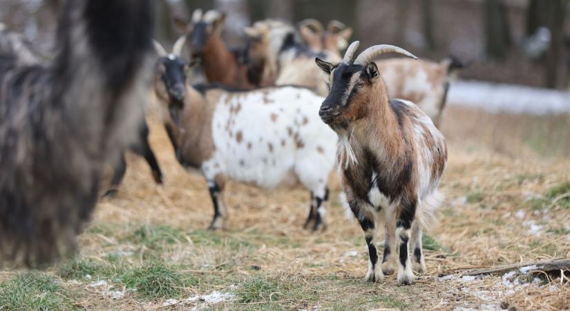 Vége a pestis miatti zárlatnak - Újra látogatható a pityerszeri falumúzeum