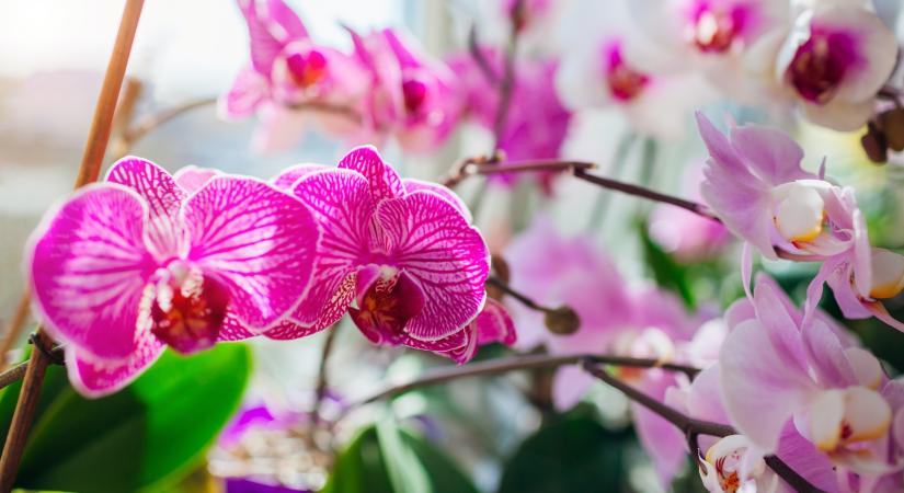 Egy nő esküszik rá, hogy ezzel a trükkel folyamatosan virágoznak az orchideák