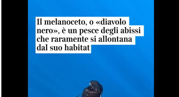 Ritka mélytengeri púpos horgászhalat észleltek Tenerife partjaitól néhány kilométerre