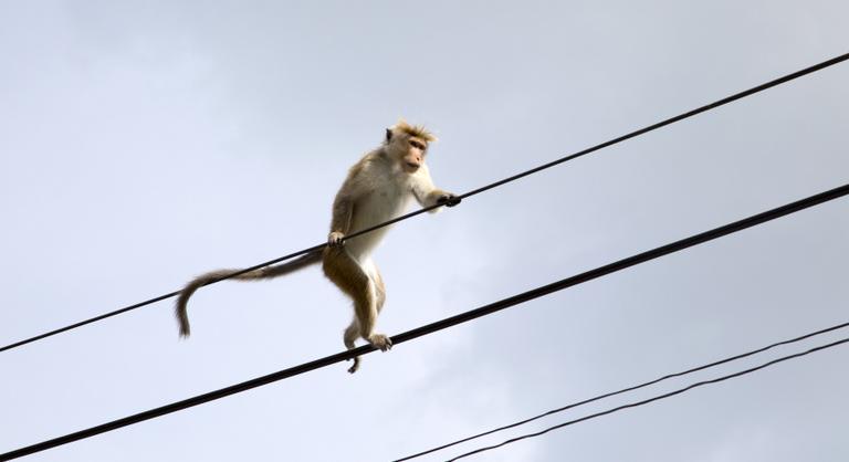 Teljes áramszünetet okozott Srí Lankán egy majomcsapat, amely bemászott egy elektromos alállomásba