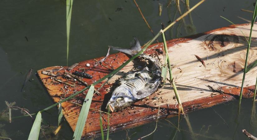 Azé a döglött hal, akinek a strandján partra dobja a Balaton