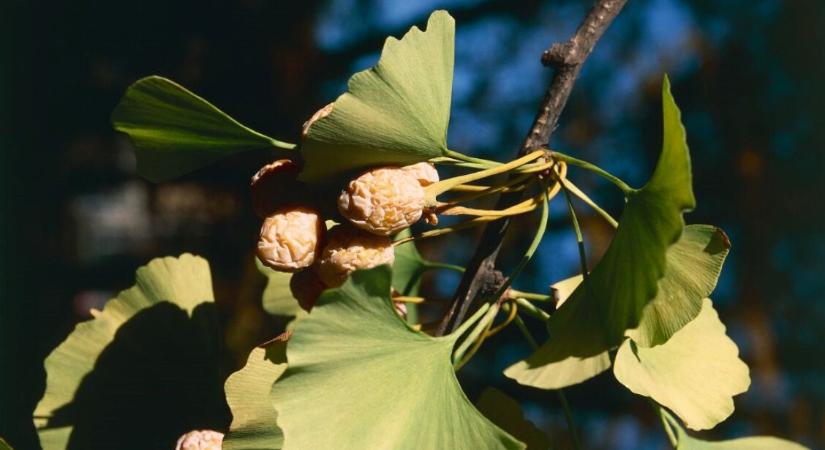 Ginkgo biloba: ilyen mellékhatásokat okozhat a népszerű gyógynövény