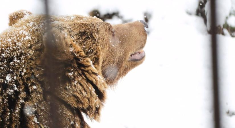 Kamu volt az Ózd környéki medvetámadás? Íme a Bükki Nemzeti Park válasza!