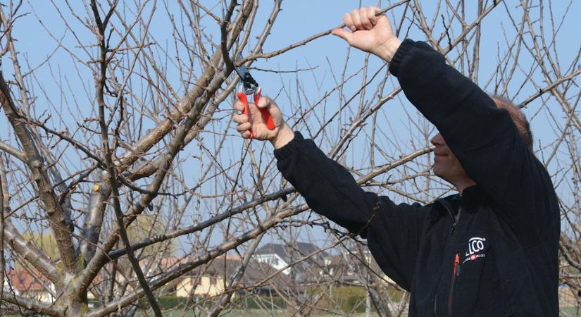 Ne hagyd ki a tél végi metszést! Ezek a trükkök garantálják a bőséges termést