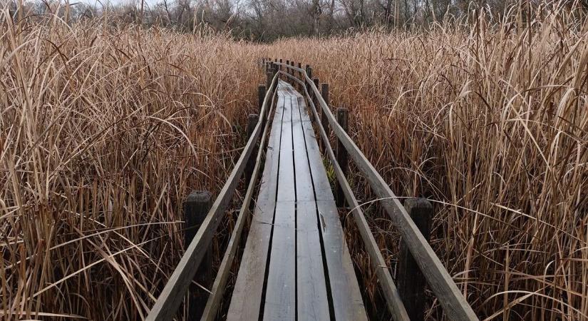 Pallósor vezet végig a vadregényes mesevilágon – ilyen a Mártélyi Tisza-holtág – galériával