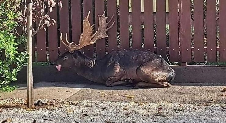 Szarvasinvázió Kisterenyén, a ragadozók űzik őket a faluba – VIDEÓ