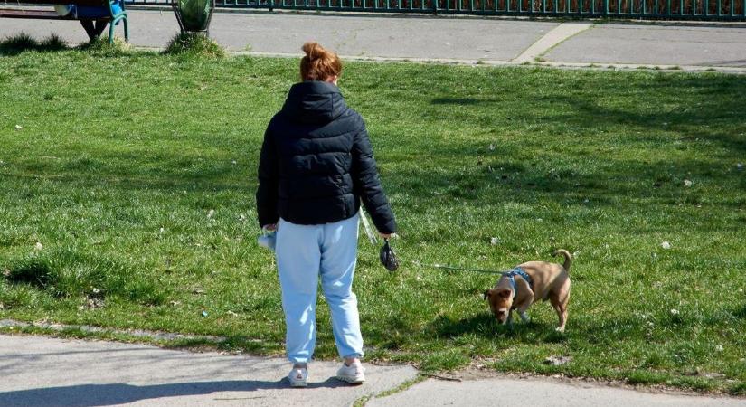 Egymásnak esett két gazdi kutyasétáltatás közben, verés lett a vége