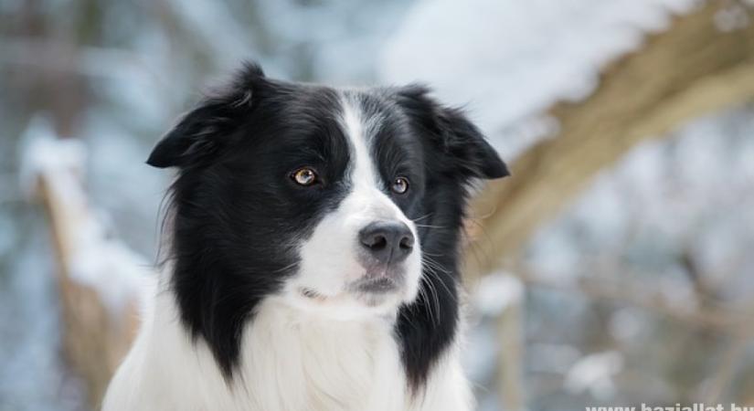 Meddig él a border collie?