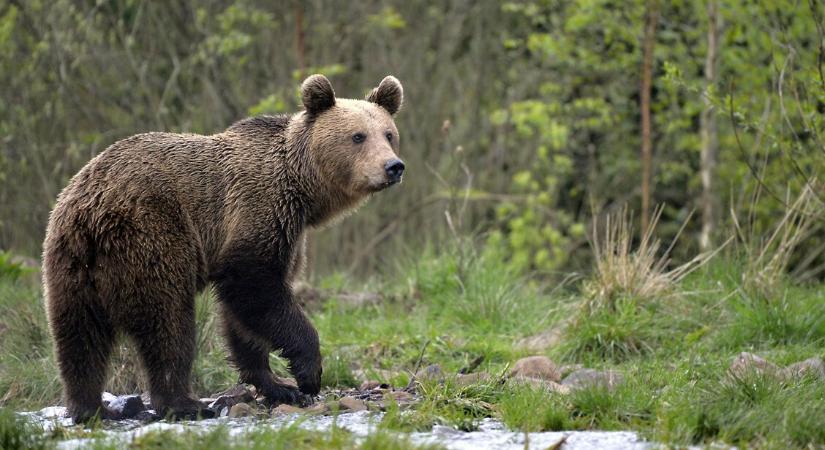 Medve elől menekülő vadászok: reagált a Bükki Nemzeti Park