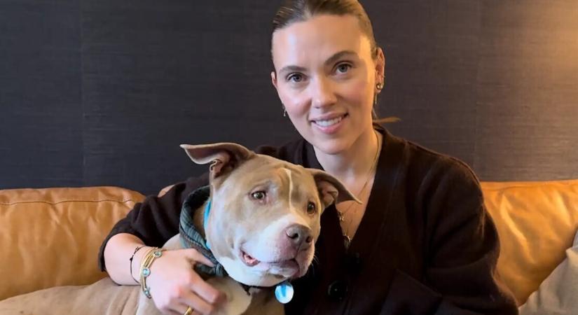 Scarlett Johansson és a vakrandi egy 12 éves pitbullal