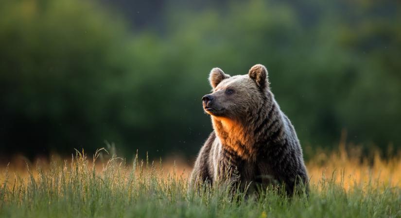 Veszélyes barnamedve kóboról Ózd környékén? Itt az igazság, végre megszólalt a nemzeti park