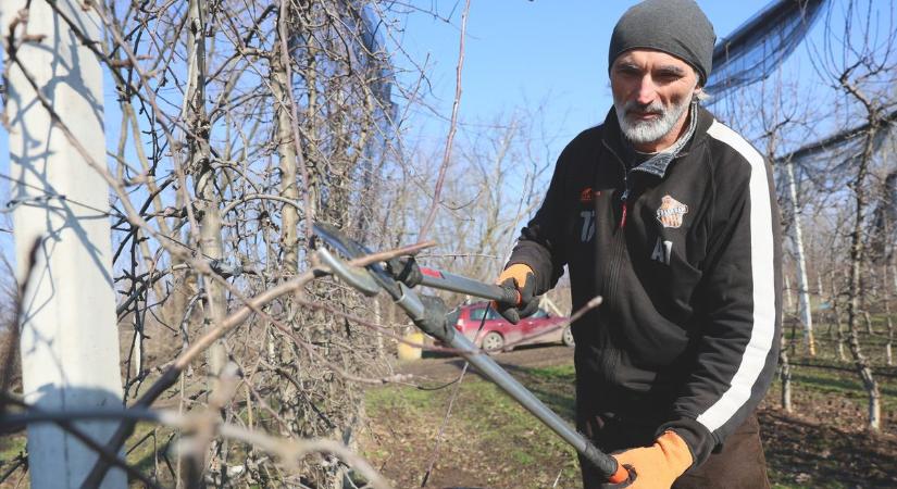 Javában tart a gyümölcsfák metszése