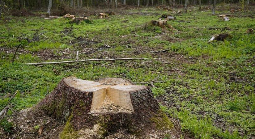 Karácsonyék természetvédelmi területen hagytak jóvá fakivágást, a kutyapárti kerület ugyanakkor megvédte a Szilassy úti fákat