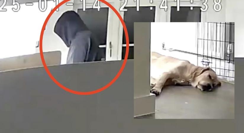 Megszakadt a nő szíve, amikor meglátta a videót, mit csinál a párja a golden retrieverével - Videó