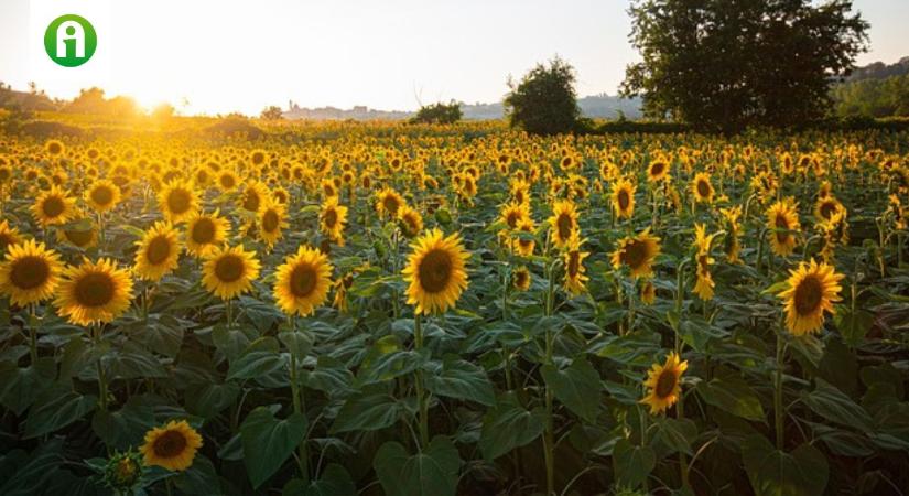 Miért használjon Ön is biostimulátort napraforgóban?